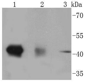 Anti-MAPK14 Antibody (8W839)