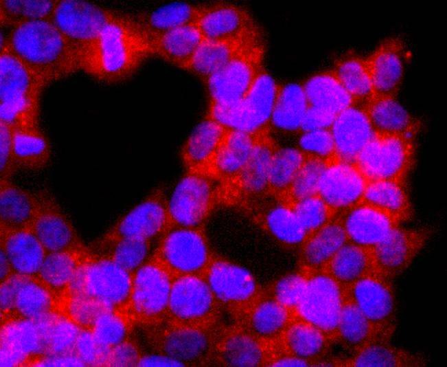 Anti-MAPK14 Antibody (8W839)
