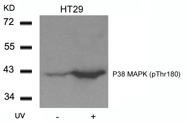 Anti-Phospho-MAPK14 (Thr180) Polyclonal Antibody