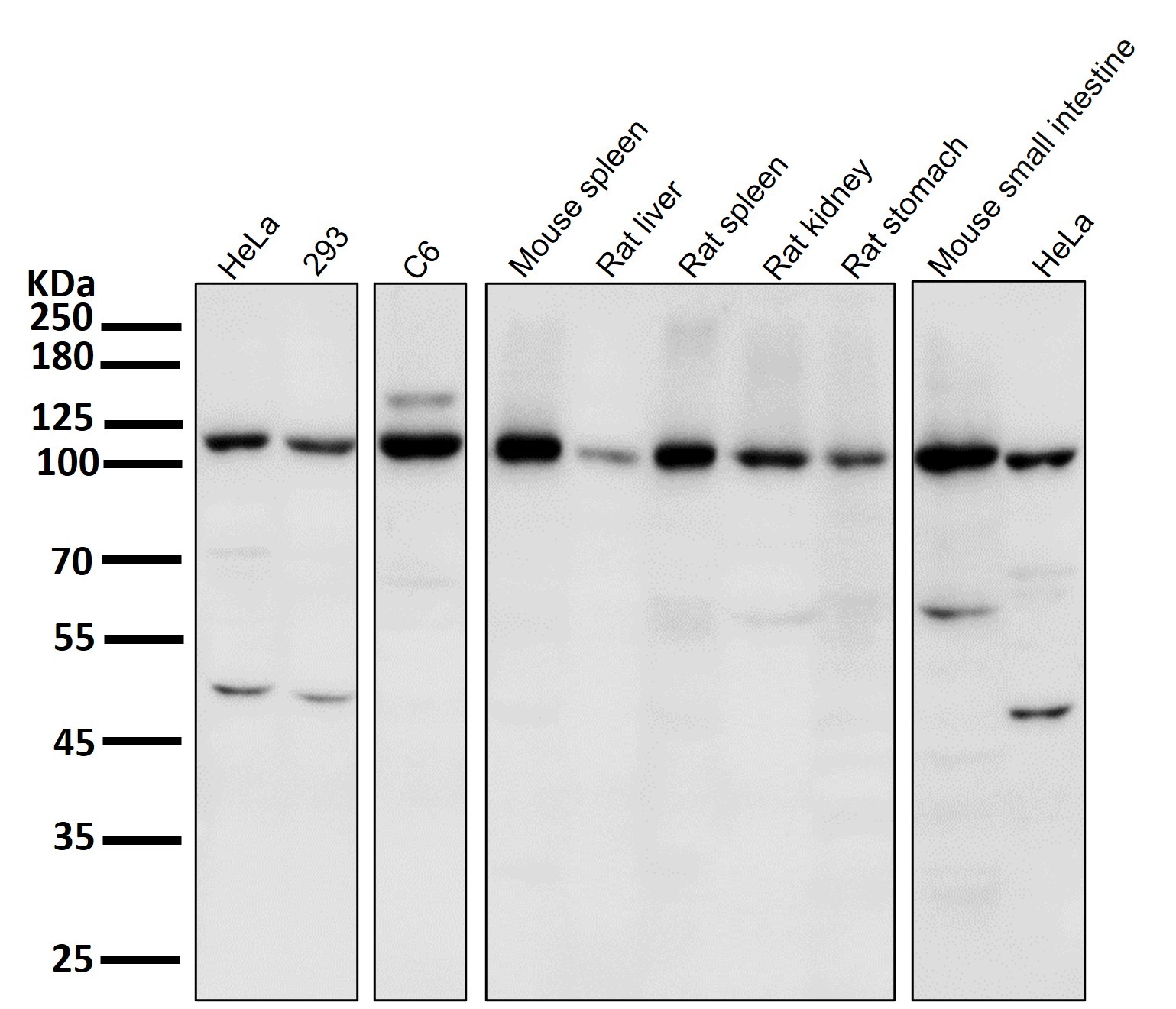Anti-JAK2 Antibody (1B619)
