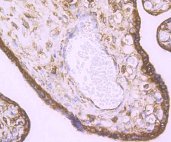 Anti-KDEL Antibody (8Y233)