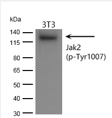 Anti-Phospho-JAK2 (Tyr1008) Polyclonal Antibody