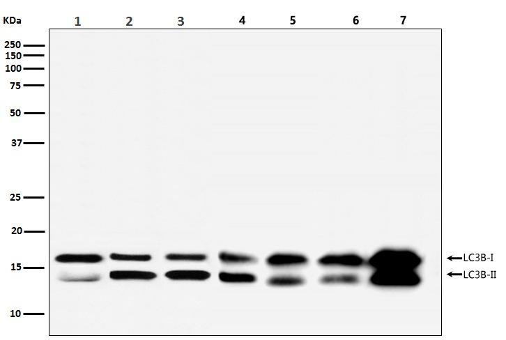 Anti-MAP1LC3B Antibody (7N270)
