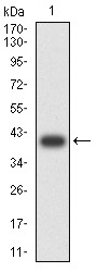 Anti-KDM3A Antibody (5B591)