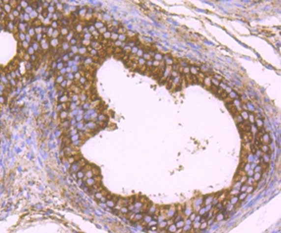 Anti-KDEL Antibody (8Y233)