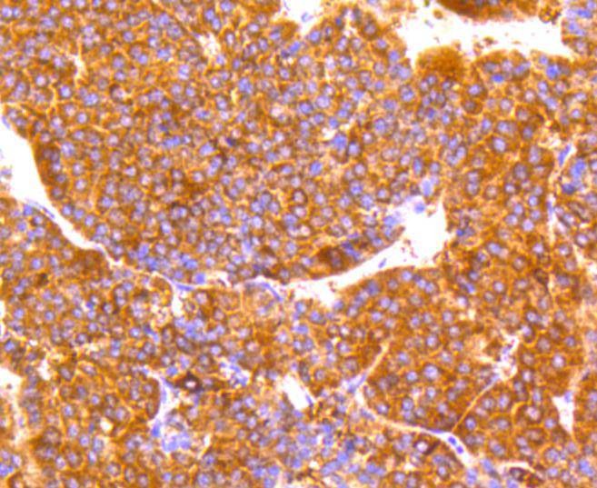 Anti-LDLR Antibody (1J54)