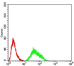 Anti-KDM6A Antibody (8V883)