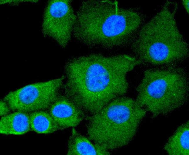 Anti-JAK2 Antibody (1B619)