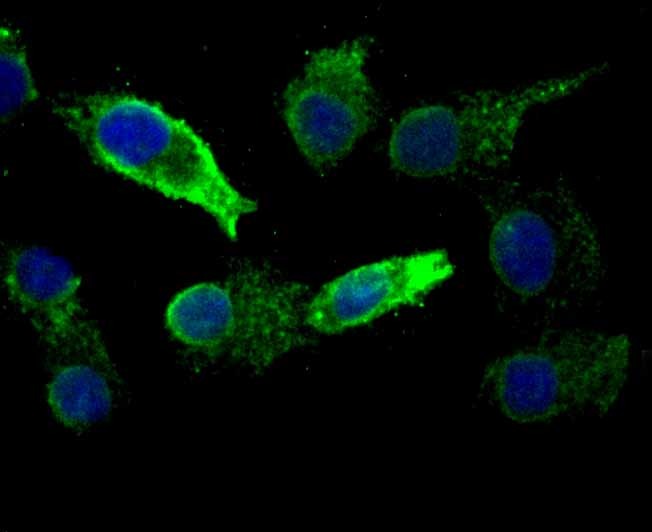 Anti-KDEL Antibody (8Y233)
