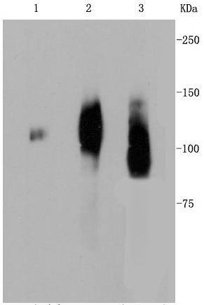Anti-LAMP2 Antibody (2T557)