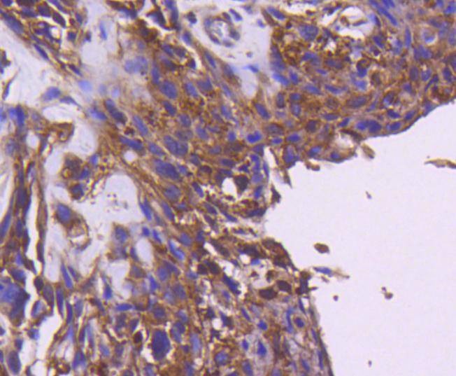 Anti-IRS-1 Antibody (6O938)