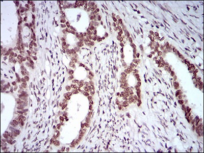 Anti-KHDRBS2 Antibody (3H737)