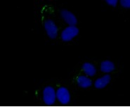 Anti-JAK3 Antibody (5S507)