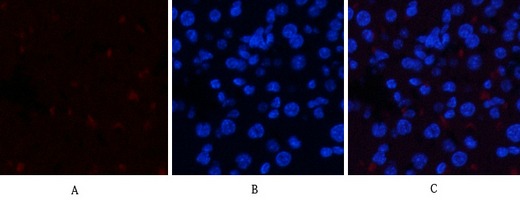 Anti-Phospho-JAK1 (Tyr1022) Polyclonal Antibody