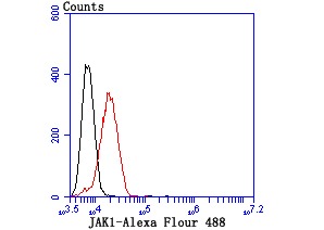 Anti-JAK1 Antibody (4O967)
