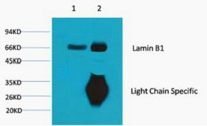 Anti-Lamin B1 Antibody (3A71)