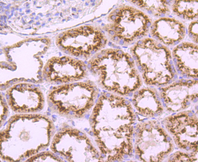 Anti-LAMP1 Antibody (8L40)
