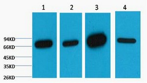 Anti-Lamin B1 Antibody (3A71)