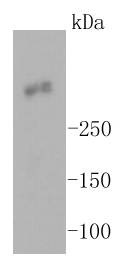 Anti-MKI67 Antibody (3B503)
