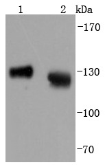 Anti-LAMP1 Antibody (8L40)