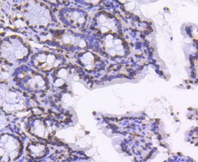 Anti-Lamin B1 Antibody (8Q243)