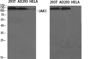 Anti-Phospho-JAK1 (Tyr1022) Polyclonal Antibody