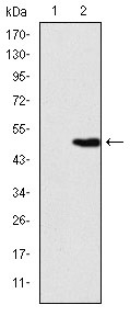 Anti-GJB2 Antibody (8X956)