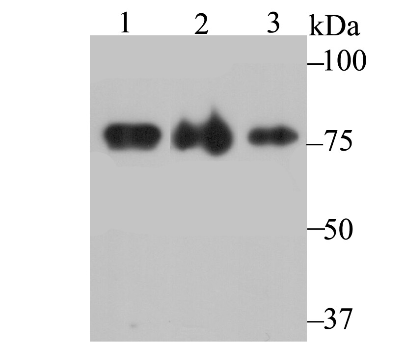 Anti-KHSRP Antibody (6L572)