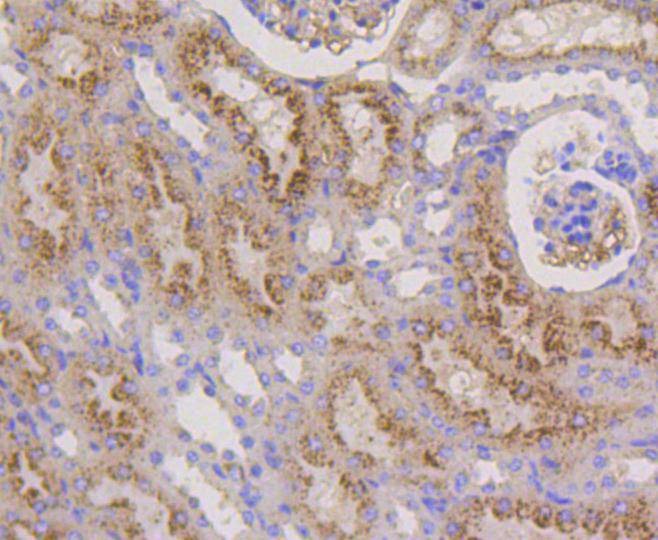 Anti-LAMP2 Antibody (2T557)