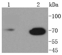 Anti-Lamin B1 Antibody (8Q243)