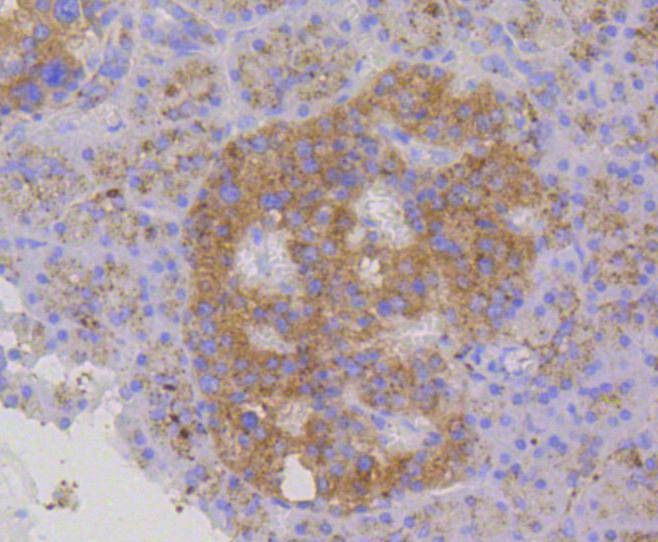 Anti-LAMP2 Antibody (2T557)