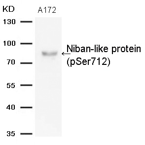 Anti-Phospho-Niban-like protein (Ser712) Polyclonal Antibody