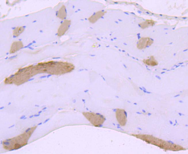 Anti-Myosin-6/MYH6 Antibody (9Q830)