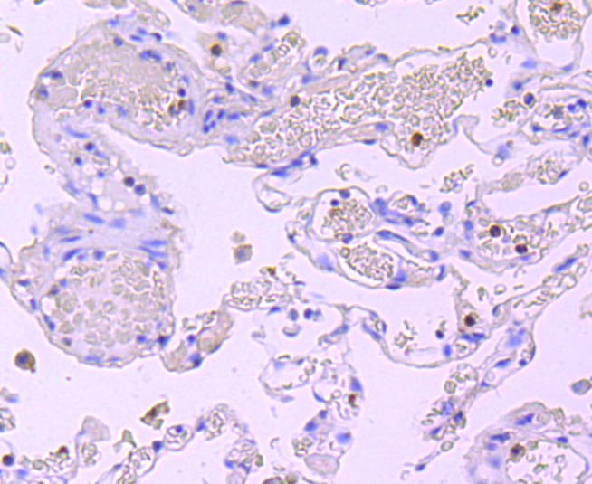 Anti-MPO Antibody (4N671)