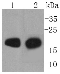Anti-Myosin Light Chain 2 Antibody (9W601)
