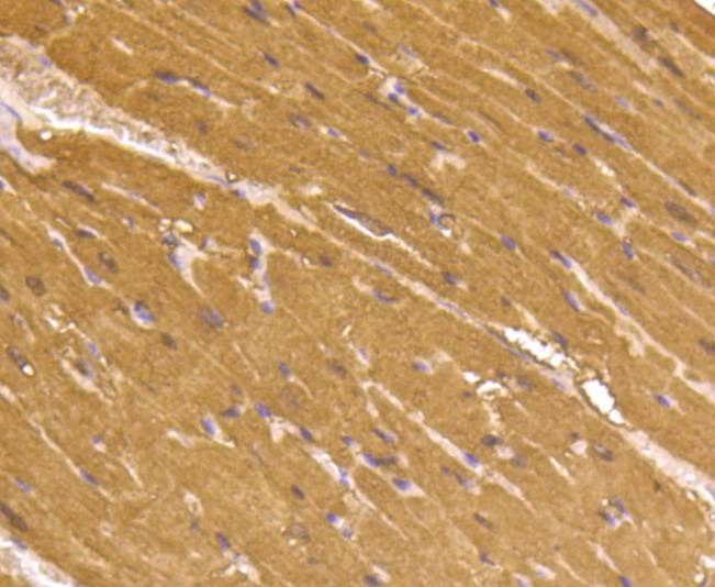 Anti-Myoglobin Antibody (7Y20)