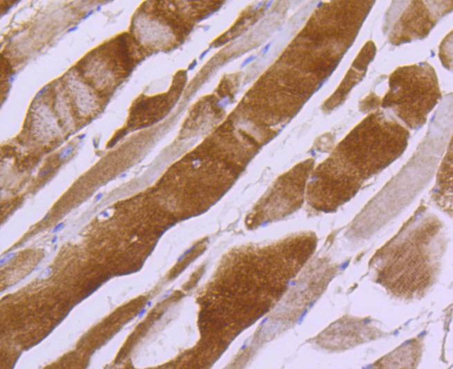 Anti-MYLK Antibody (1W61)