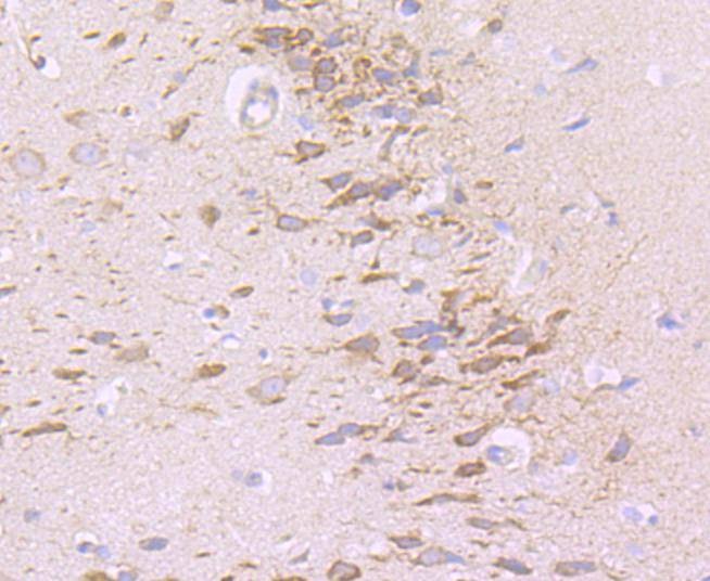 Anti-CSPG4 Antibody (2L981)