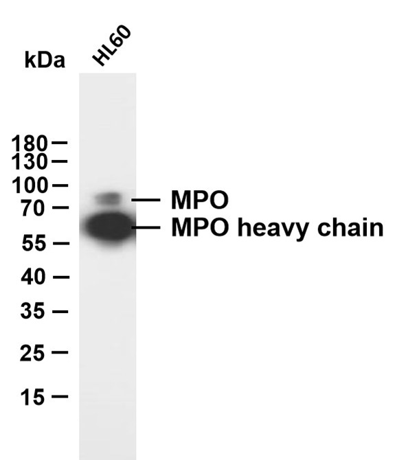 Anti-MPO Antibody (8Z615)
