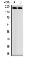 Anti-Acetyl-Myosin-1 (Lys505) Polyclonal Antibody
