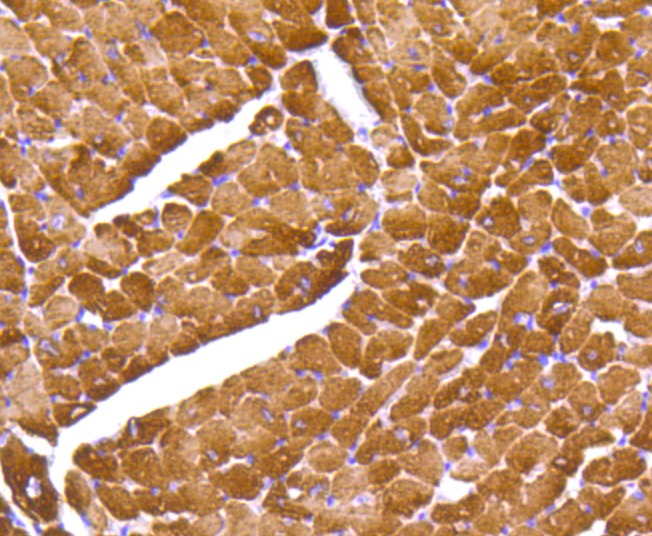 Anti-Myosin Light Chain 2 Antibody (9W601)