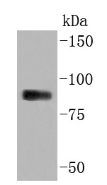 Anti-MPO Antibody (4N671)