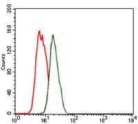 Anti-NKX2.2 Antibody (1F181)