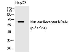Anti-Phospho-NR4A1 (Ser351) Polyclonal Antibody