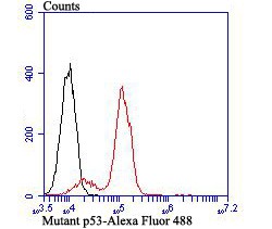 Anti-p53 Antibody (5M213)