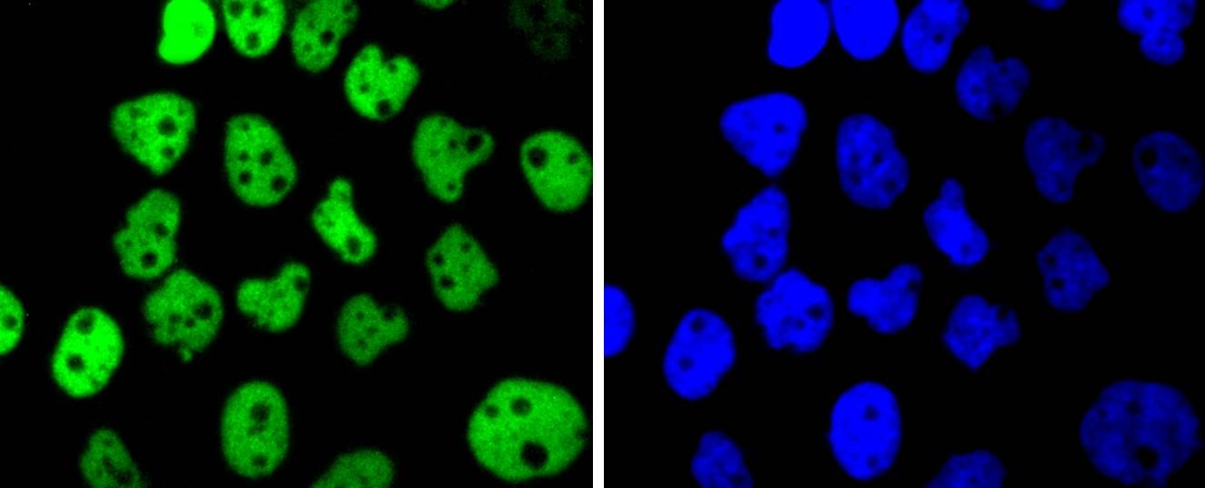 Anti-p63 Antibody (4X27)