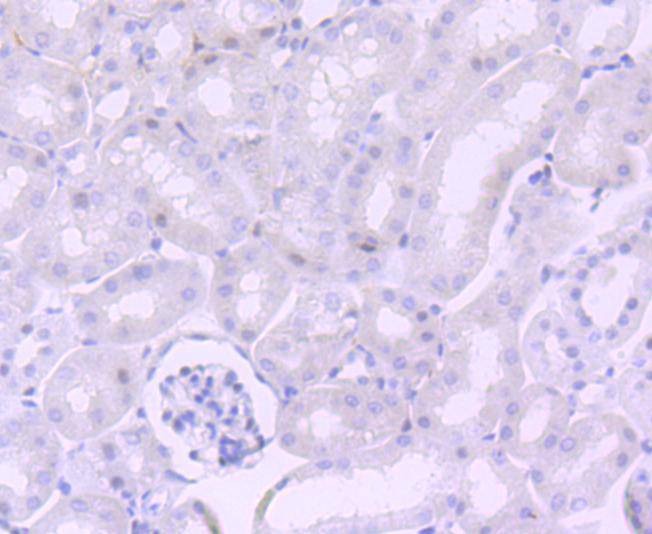 Anti-NUMB Antibody (1M861)
