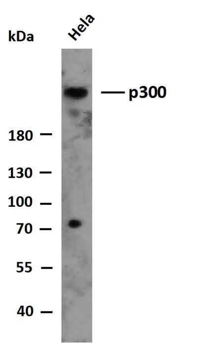 Anti-p300 Antibody (7Z560)