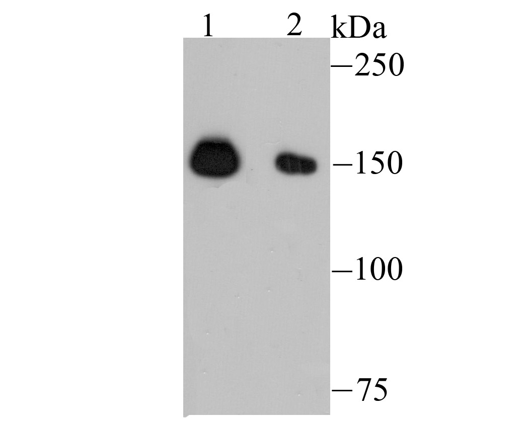 Anti-NUP153 Antibody (4X360)