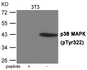 Anti-Phospho-MAPK14 (Tyr322) Polyclonal Antibody
